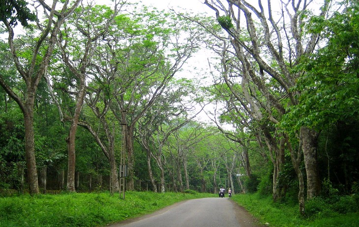 Le parc national de Cuc Phuong - ảnh 4